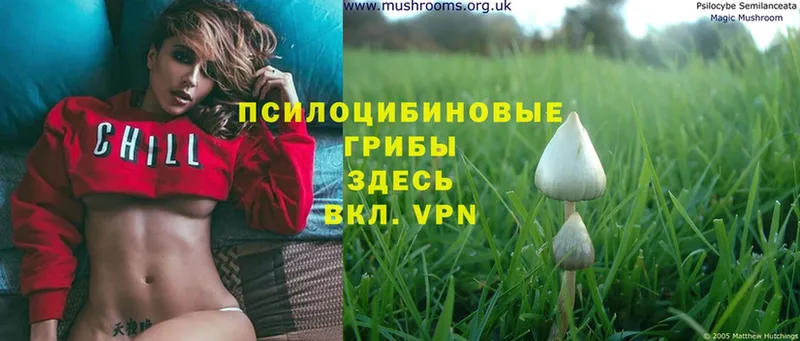 Псилоцибиновые грибы Cubensis  Бугуруслан 